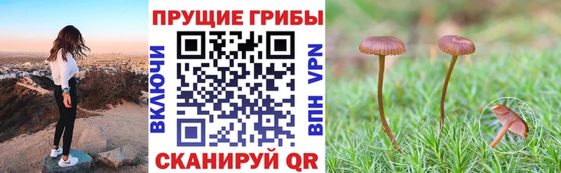 kraken ССЫЛКА  Кинель  Галлюциногенные грибы Psilocybine cubensis 