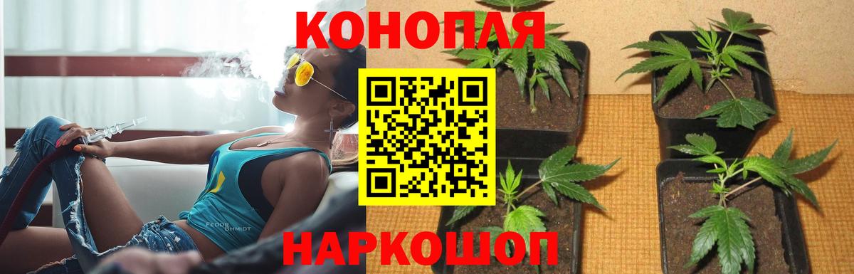 Каннабис планчик Кинель